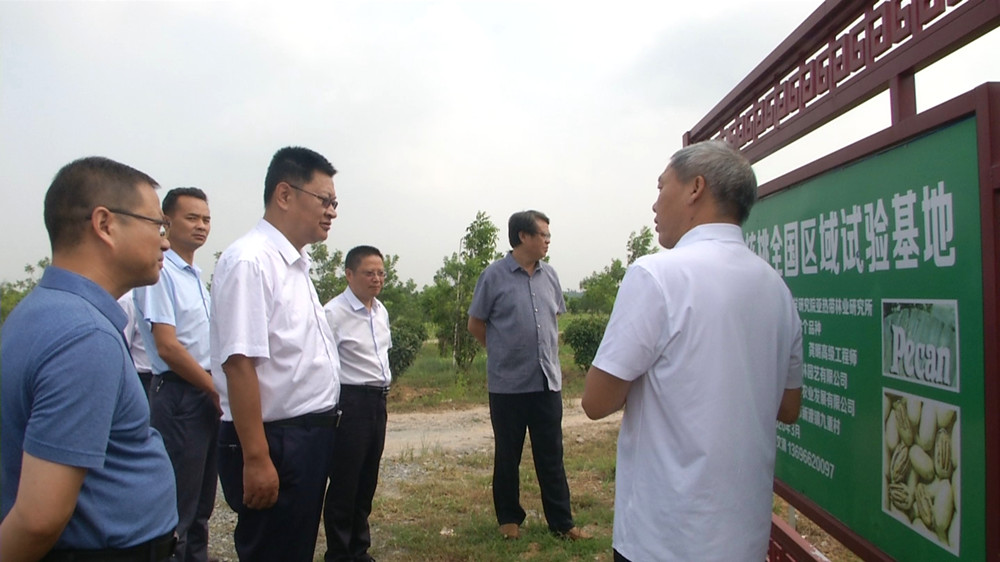 图为执法检查组在富美达农业发展有限公司的薄壳山核桃基地调研时的情景(1).jpg